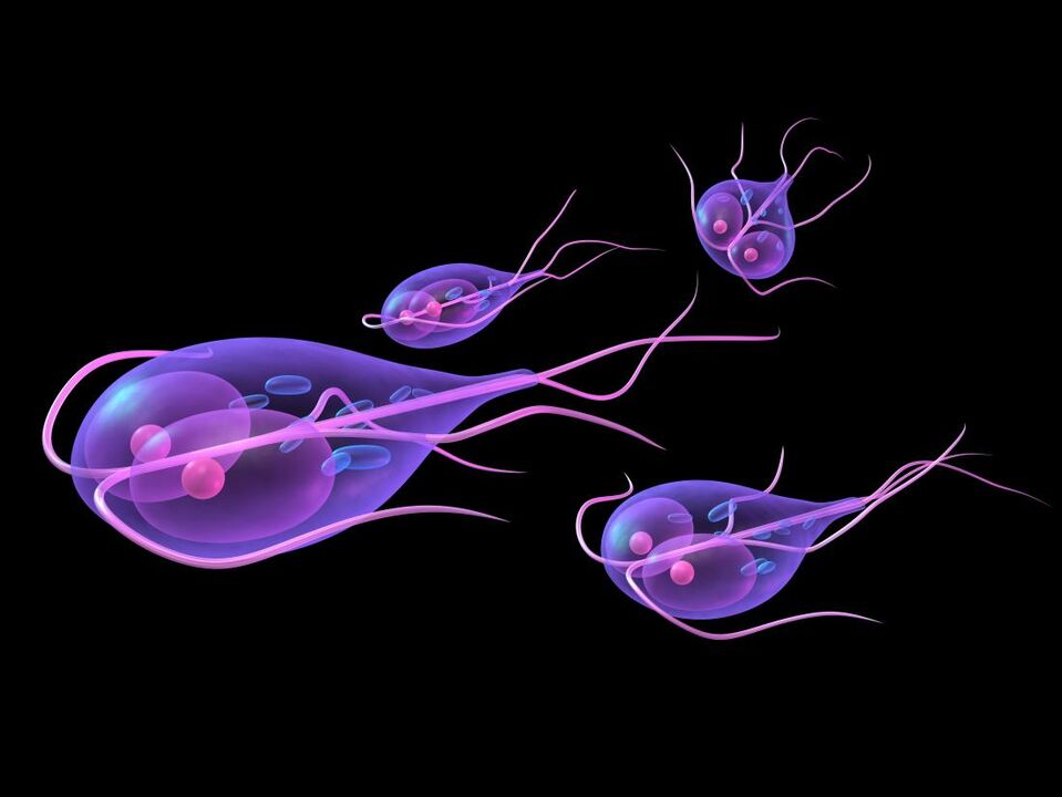 Giardia z ľudského tela